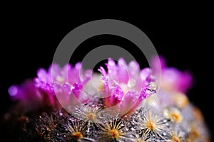 Close up or macro Pink flower cactus