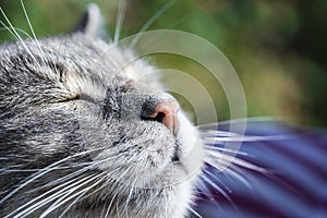 Close up macro portrait of a happy gray domestic cat squinting into the sun. Green natural background