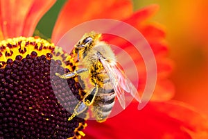 A close up macro portrait of a honey bee sitting on a helenium moerheim or mariachi flower collecting pollen to bring back to its