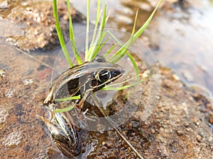 Close-up macro portrait of striped rocket frog Litoria nasuta sitting in pond eye facing camera Litchfield National Park,