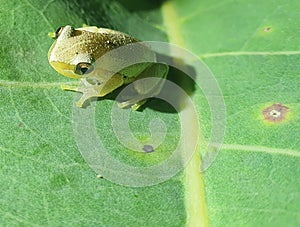 Close-up macro portrait of super small green frog sitting on leaf Litchfield National Park, Australia