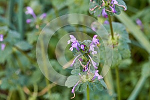 Close-up Macro of Purple Flowers on Henbit Lamium amplexicaule Plant in Texas.