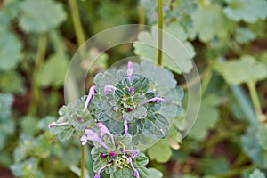 Close-up Macro of Purple Flowers on Henbit Lamium amplexicaule Plant in Texas.