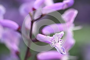 Close up macro purple grass flower