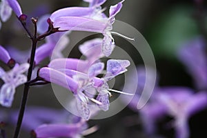 Close up macro purple grass flower