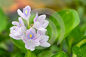 Close up macro Purple hyacinth flower in nature
