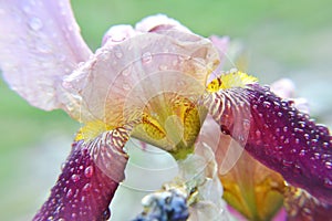 Close up macro rain drops ons flowers iris