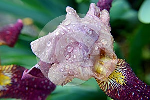 Close up macro rain drops ons flowers iris