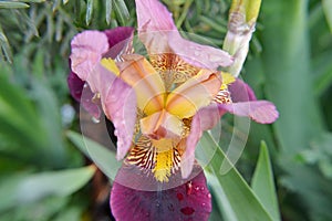 Close up macro rain drops ons flowers iris