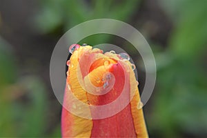 Close up macro raindrop on a tulip flower