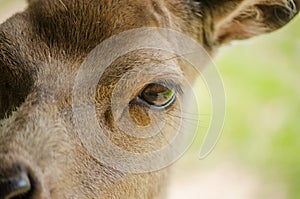 Close Up Macro of Red Deer Hind Face with Focus on the Eye. Unusual view.