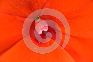 Close up macro red flowers on crown