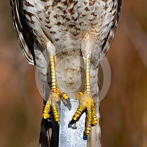 Close up macro of red shouldered hawk talons (Buteo lineatus) gripped on metal post