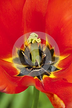 Close up macro of red tulip in full bloom