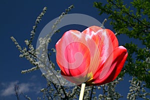 Close up macro of red tulip