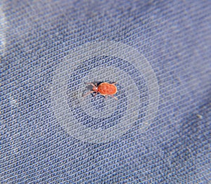 Close up macro Red velvet mite or Trombidiidae, Red velvet mite