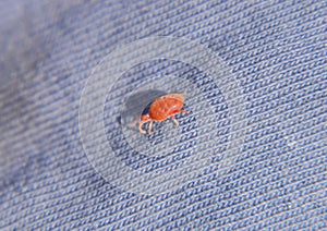 Close up macro Red velvet mite or Trombidiidae, Red velvet mite