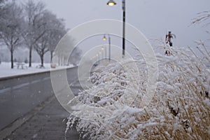 Close up macro of reeds hay  covered with fresh wet snow during winter heavy storm.