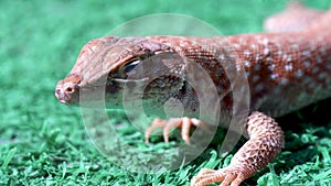 Close up macro of reptile body sunbathing a Saudi fringe-fingered lizard (Acanthodactylus gongrorhynchatus)