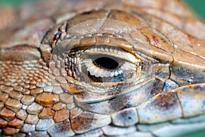 Close up macro of reptile eye: Saudi fringe-fingered lizard (Acanthodactylus gongrorhynchatus