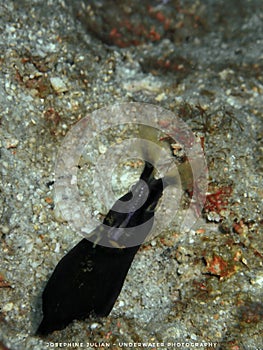 Close-up and macro with ribbon eel, the beauty of underwater world diving in Sabah, Borneo.