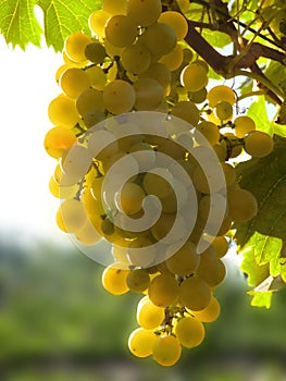 Close Up of Ripe Golden Grape Cluster on Vine