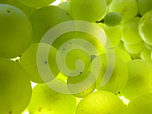 Close Up Macro of Ripe Translucent Grape Cluster on Vine