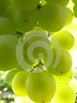 Close Up Macro of Ripe Translucent Grape Cluster on Vine