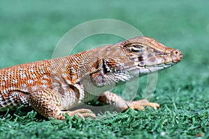 Close up macro of a Saudi fringe-fingered lizard Acanthodactylus gongrorhynchatus in the desert