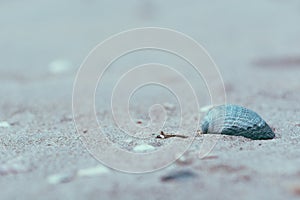 Close up / macro of a sea shell, Ameland wadden island Holland the Netherlands