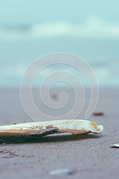 Close up / macro of a sea shell, Ameland wadden island Holland the Netherlands