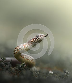 Close-up macro shot of aggressive Caspian whipsnake (Dolichophis caspius) in attack position