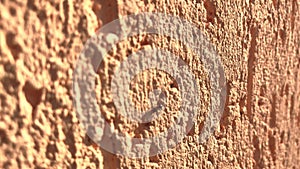 A close-up macro shot of an ant that crawls along a bright color wall.