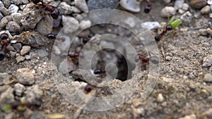 Close up or macro shot of ants working on ground. Getting in and out of their nest.