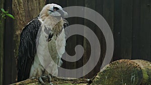 Close up macro shot of bearded vulture scavenger