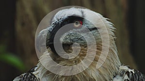 Close up macro shot of bearded vulture scavenger