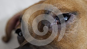 Close-up, macro shot of beautiful eyes of a cute boxer dog. Eye iris contracting