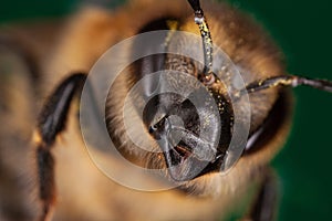 close-up macro shot of bee head.