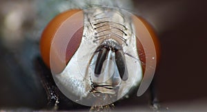 Close up macro shot of a Blowfly Green / Blue in the garden, photo taken in the United Kingdom