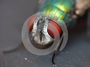 Close up macro shot of a Blowfly Green / Blue in the garden, photo taken in the United Kingdom