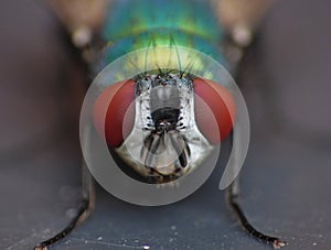 Close up macro shot of a Blowfly Green / Blue in the garden, photo taken in the United Kingdom