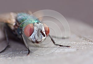 Close up macro shot of a Blowfly Green / Blue in the garden, photo taken in the United Kingdom