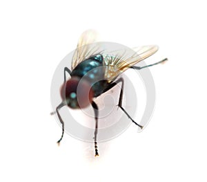 Close up macro shot of a Blowfly Green / Blue in the garden, photo taken in the United Kingdom. Blow, antenna.