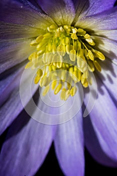 Close-up macro shot of blue flower