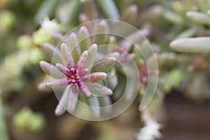 Close up macro shot of a bunch of sedum reflexeum or rupestre Jenny`s stonecrop, blue stonecrop, stone orpine or prick-madam