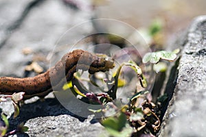 Close up macro shot of caterpillar