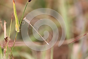Macro shot of a dragonfly on grass