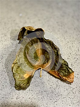 Close up shot of heart shaped autumn dried leaf