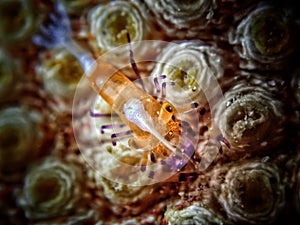 Close-up and macro shot the emperior shrimp, the beauty of underwater world diving in Sabah, Borneo.