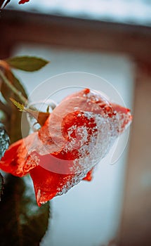 close up macro shot of frozen rose flower